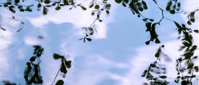 mélusine fée de champagne