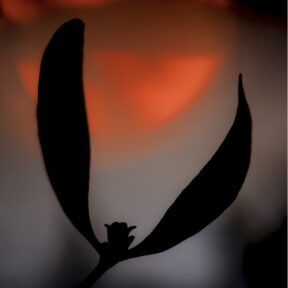 exposition photo sur les fées et Mélusine